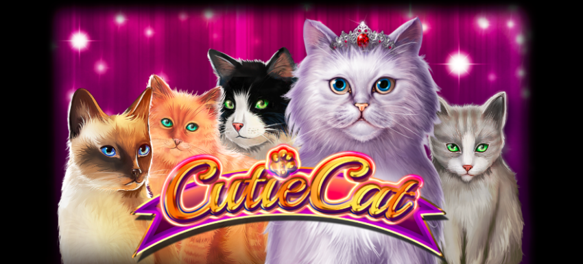 cutie cat slot game Happyluke