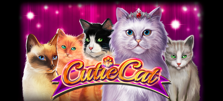 Cat casino play cat club org ru